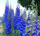 KIRA SEEDS Blue Delphinium bloom spike brightens borders and dramatic garden displays
