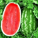 KIRA SEEDS Giant Astrakhan watermelon seed pack for home planting.