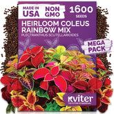 KVITER 1600 Rainbow Coleus seeds front pack showing bold border color for pots