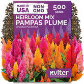KVITER 500 mixed pampas plume seeds bag closeup for vibrant garden beds.