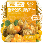 KVITER 650 Aunt Molly ground cherry seeds ready for planting by beginners