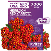 KVITER 7000 Red Yarrow seeds pack front view, ideal for vibrant perennial borders.