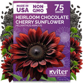 KVITER 75 Chocolate Cherry sunflower seeds front-pack, ideal for starting a home garden.
