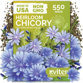 KVITER blue chicory flowers in a sunny garden attract pollinators.