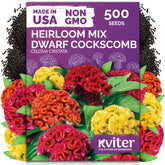 KVITER dwarf mix cockscomb bloom close-up shows vibrant Woolflower color for garden beds