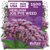 KVITER Joe Pye Weed seeds produce pink blooms for vibrant border displays and pollinator gardens.