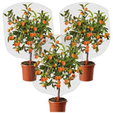 KXCOFTXI plant barrier net mesh over a strawberry plant deterring birds.