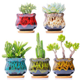 LamDawn succulent pots on desk brighten workspace with color and airiness.