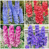 Larkspur wildflowers seeds mix blue blooms brighten sunlit borders and attract pollinators.