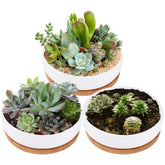 Lawei 3-pack round succulent planters with drainage for organized arrangements.