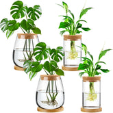 Layhit glass propagation vase with lid and bamboo stand for stylish indoor gardening and visible roots.