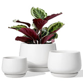 LE TAUCI ceramic pot 6.5-inch front view with drainage hole for healthy roots