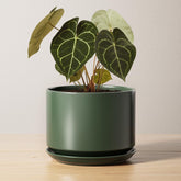 LE TAUCI ceramic pot 6.8-inch on a desk keeps plants tidy and accessible.