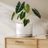 LE TAUCI 8-inch white ceramic pot with drainage hole for healthy roots
