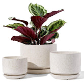 LE TAUCI large ceramic plant pot with drainage is ideal for statement indoor plants.