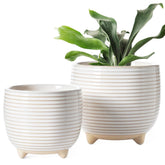 LE TAUCI ceramic pot large white front view enhances indoor greenery.