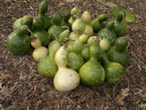 Liliana's Garden birdhouse gourd seeds pack ready for easy germination and open-pollinated harvest.