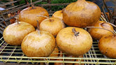 Liliana's Garden Corsican gourd seeds packet ready for home garden planting
