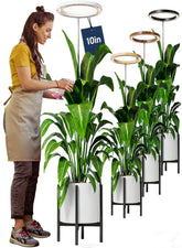 Little Joke 10-inch grow light ring front view showing even indoor plant coverage