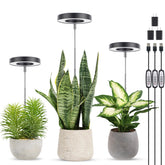 LORDEM grow light with halo design adds decor while boosting plant growth.