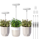 LORDEM grow light with halo design enhances home plant aesthetics and growth.