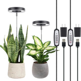 LORDEM halo-design grow light illuminates indoor plants while enhancing home decor.