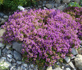 Loseedsoo creeping thyme seeds pack for rapid ground cover and fragrance.