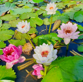 Lotus seeds for planting in water mixed colors germination-ready for indoor bowls and ponds