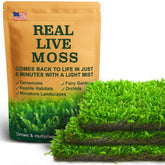 LuckyRunes Hypnum moss 8x8 sheet in terrarium adds vibrant greenery.