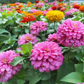 LUOJIBIE California Giant Zinnia seeds in mixed colors brighten garden borders