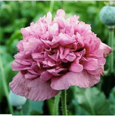 Marde Ross & Company 1600 Violetta Blush poppy seeds pack showing premium seeds for easy color