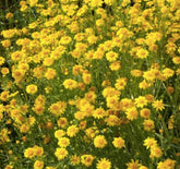 Marde Ross & Company 2300 Goldfields yellow daisy groundcover blooming in sunny, dry conditions