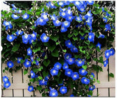 Marde Ross & Company 250 heavenly blue morning glory seeds ready for planting
