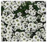 Marde Ross 8000 Sweet Alyssum seeds packet for easy sowing indoors or outdoors.