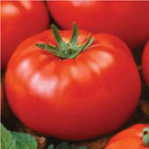 Marde Ross Ace 55 heirloom tomato seeds package for reliable germination.