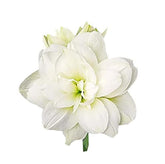 Marde Ross & Company Marquise bulb front view with elegant white blooms.