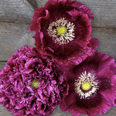 Marde Ross Black Beauty poppy seeds pack ready for sowing in sunny borders