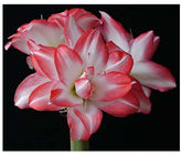 Marde Ross Blossom Peacock Amaryllis bloom with double white petals and red accents for dramatic decor