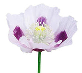 Marde Ross Blue Moon Poppy Seeds packaging for easy storage and quick planting.