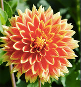 Marde Ross Bodacious Dahlia orange blooms brighten garden beds.