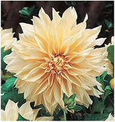 Marde Ross Cafe Au Lait Dahlia bloom closeup with large yellow petals for a striking garden focal point.