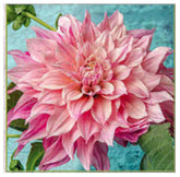 Marde Ross Café Au Lait Royal Dahlia bare-root tuber with large blooms for a striking garden focal point.