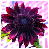 Marde Ross Chocolate Cherry sunflower seeds pack for home planting, ideal for a colorful border