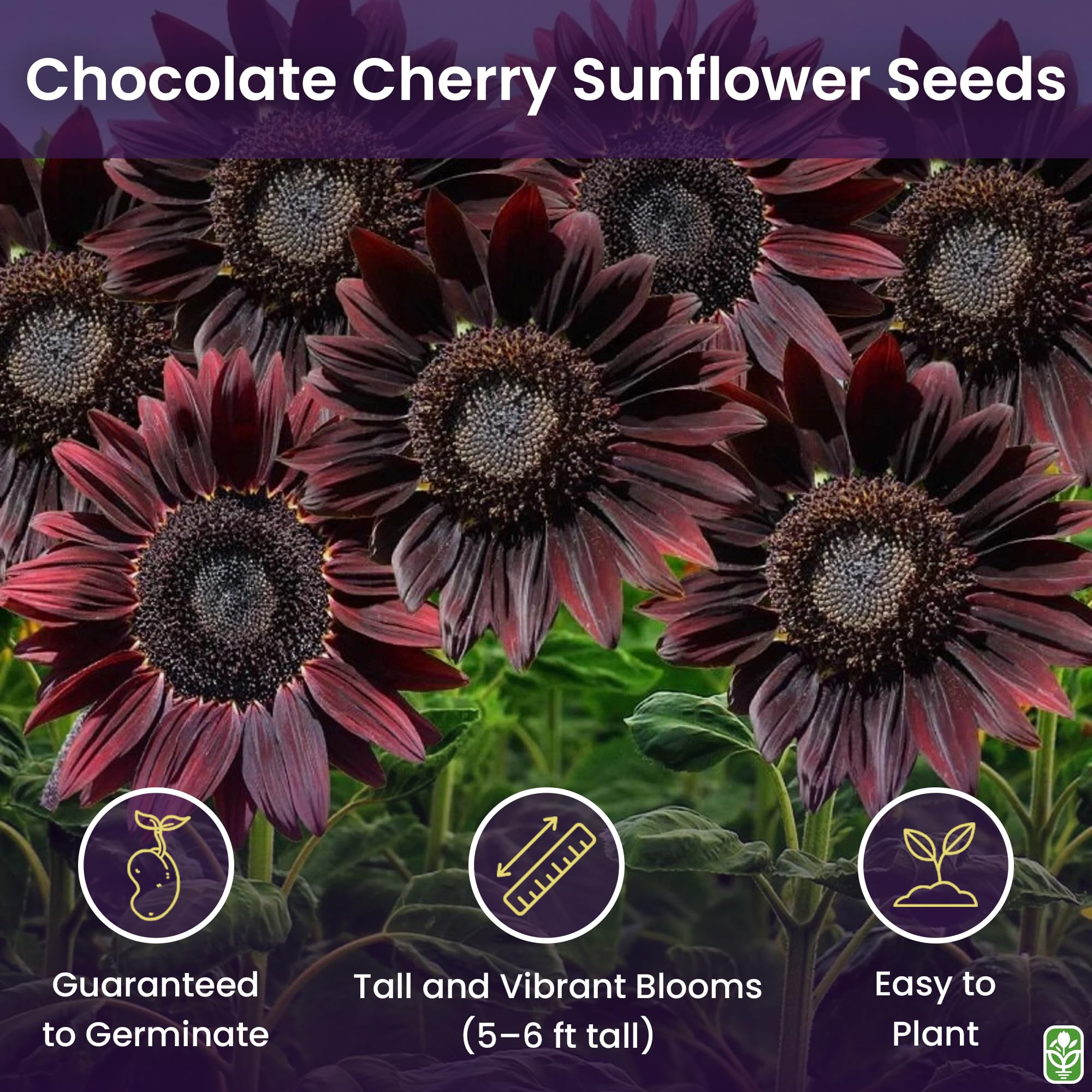 Chocolate Cherry sunflower seeds planted at 1/2 inch depth to promote germination