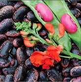 Marde Ross & Company scarlet runner beans seeds packet, ideal for container planting