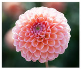 Linda's Baby Dahlia bare root tuber from Marde Ross & Company ready for planting and color