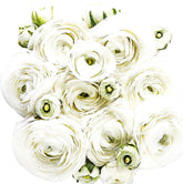 Marde Ross & Company White French Peony Ranunculus corms ready for lush spring blooms in beds.