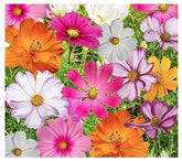 Marde Ross & Company cosmos collection 11-varieties seeds for vibrant, long-blooming garden color.