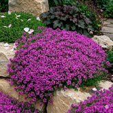 Marde Ross Creeping Thyme seeds create a dense ground cover for durable landscaping.
