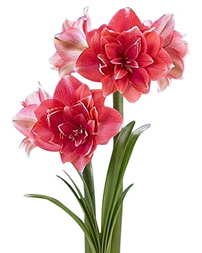 Marde Ross & Company double pink amaryllis bulb bare root ready for planting